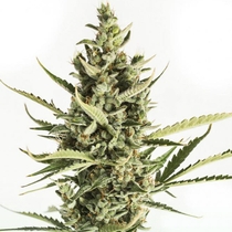 Amnesia XXL Auto (Dinafem Seeds) Cannabis Seeds