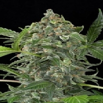 Automatic White Cheese (Dinafem Seeds) Cannabis Seeds