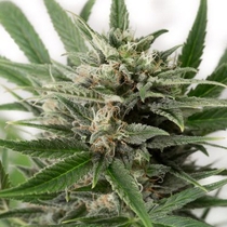 Blue Amnesia XXL Auto (Dinafem Seeds) Cannabis Seeds