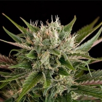 Blue Cheese (Dinafem Seeds) Cannabis Seeds