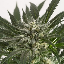 Blue Critical Auto (Dinafem Seeds) Cannabis Seeds