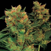 Blue Hash (Dinafem Seeds) Cannabis Seeds