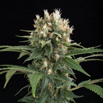 Blue Thai (Dinafem Seeds) Cannabis Seeds