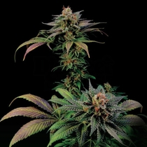 Blue Widow (Dinafem Seeds) Cannabis Seeds
