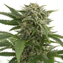 Bubba Kush Auto (Dinafem Seeds) Cannabis Seeds