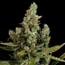 Cheese (Dinafem Seeds) Cannabis Seeds