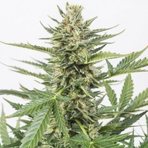 Cheese XXL Auto (Dinafem Seeds) Cannabis Seeds