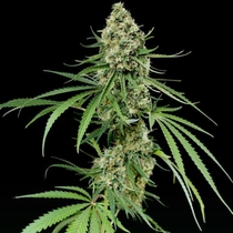 Critical + (Dinafem Seeds) Cannabis Seeds