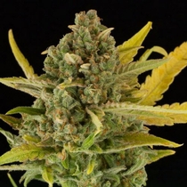 Critical Cheese Auto (Dinafem Seeds) Cannabis Seeds