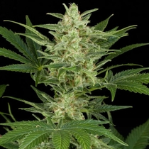 Critical Jack Auto (Dinafem Seeds) Cannabis Seeds