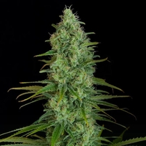 Critical Jack (Dinafem Seeds) Cannabis Seeds
