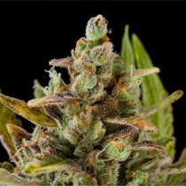 Critical Kush (Dinafem Seeds) Cannabis Seeds