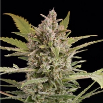 Critical Plus 2.0 Auto (Dinafem Seeds) Cannabis Seeds