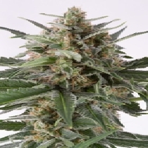 Critical + Automatic (Dinafem Seeds) Cannabis Seeds