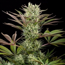 Deep Cheese (Dinafem Seeds) Cannabis Seeds