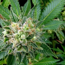Diesel (Dinafem Seeds) Cannabis Seeds