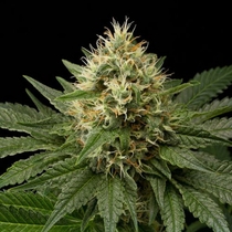 Dinachem (Dinafem Seeds) Cannabis Seeds