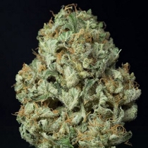 Dinamex Auto (Dinafem Seeds) Cannabis Seeds