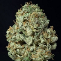 Dinamex Auto (Dinafem Seeds) Cannabis Seeds