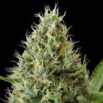 Dinamex (Dinafem Seeds) Cannabis Seeds