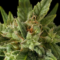 Fruit Automatic (Dinafem Seeds) Cannabis Seeds