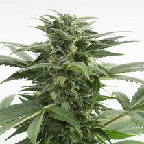 Haze XXL Auto (Dinafem Seeds) Cannabis Seeds