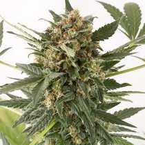Kush N Cheese Auto (Dinafem Seeds) Cannabis Seeds