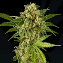 Kush N Cheese (Dinafem Seeds) Cannabis Seeds