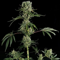 Moby Dick #2 (Dinafem Seeds) Cannabis Seeds
