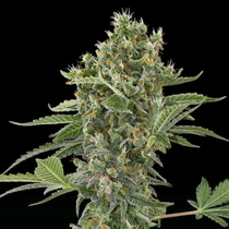 Moby Dick Automatic (Dinafem Seeds) Cannabis Seeds