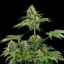 Moby Dick (Dinafem Seeds) Cannabis Seeds