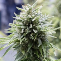 OG Kush Auto (Dinafem Seeds) Cannabis Seeds