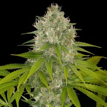 Power Kush (Dinafem Seeds) Cannabis Seeds