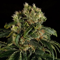 Santa Sativa (Dinafem Seeds) Cannabis Seeds