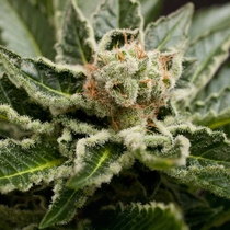 Shark Attack (Dinafem Seeds) Cannabis Seeds