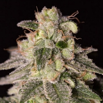 Shark Shock CBD (Dinafem Seeds) Cannabis Seeds
