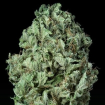Sour Diesel Auto (Dinafem Seeds) Cannabis Seeds