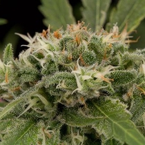 Strawberry Amnesia (Dinafem Seeds) Cannabis Seeds