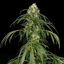 Super Silver (Dinafem Seeds) Cannabis Seeds