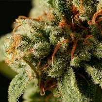 Sweet Deep Grapefruit (Dinafem Seeds) Cannabis Seeds