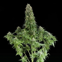 White Siberian (Dinafem Seeds) Cannabis Seeds