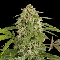 White Widow Automatic (Dinafem Seeds) Cannabis Seeds