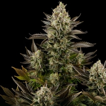 White Widow (Dinafem Seeds) Cannabis Seeds