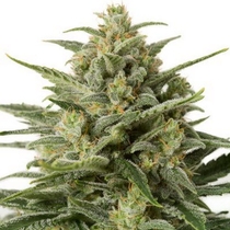 White Widow XXL Auto (Dinafem Seeds) Cannabis Seeds