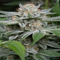 Gorilla (Dinafem Seeds) Cannabis Seeds