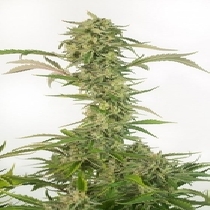 OG Kush CBD Auto (Dinafem Seeds) Cannabis Seeds