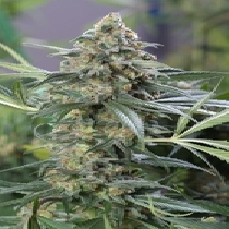 OG Kush CBD (Dinafem Seeds) Cannabis Seeds