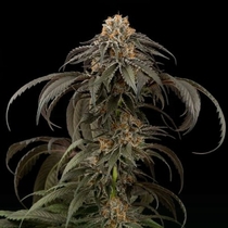 Purple Afghan Kush (Dinafem Seeds) Cannabis Seeds