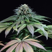 Purple Moby Dick (Dinafem Seeds) Cannabis Seeds