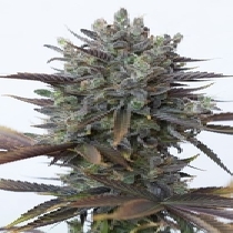 Purple Orange CBD (Dinafem Seeds) Cannabis Seeds